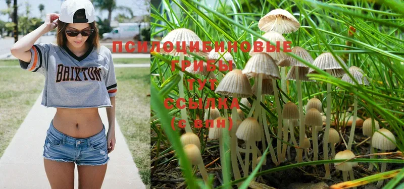 Псилоцибиновые грибы Psilocybe  Боровск 